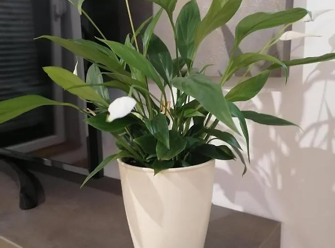 Carmen Deluxe Újvidék